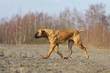 CANE CORSO 721